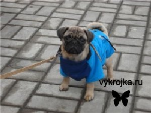 Выкройка комбинезона для собак. Выкройка комбинезона для собак.